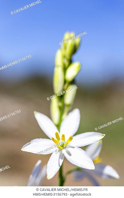 France, Var, Vidauban, National Nature reserve of the Plain of the Maures, St Bernard's lily (Anthericum liliago)