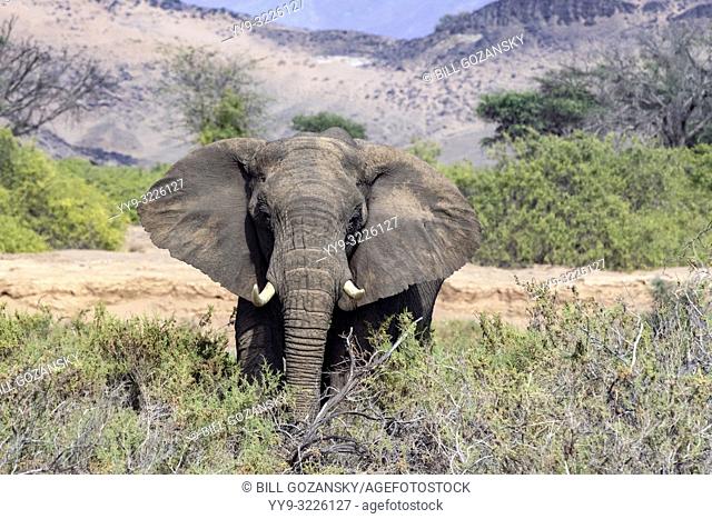 African Elephant (Desert-adapted) - Huab River, near Twyfelfontein, Damaraland, Namibia, Africa