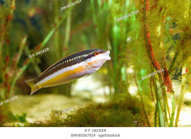 Mediterranean rainbow wrasse, Rainbow wrasse, Mediterranean rainbowfish (Coris julis, Labrus julis), female