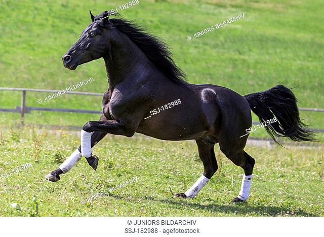 Pure Spanish Horse, Andalusian. Black stallion galloping on a pasture. Germany