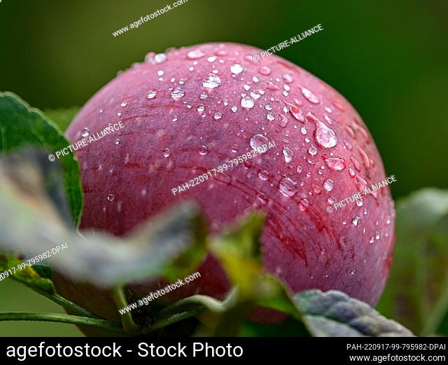 17 September 2022, Brandenburg, Müncheberg: Raindrops on an apple are seen at the Orchard Festival on the grounds of the Müncheberg Orchard Experiment Station