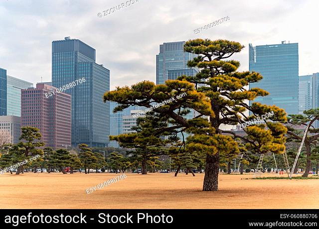 A picture of a tree in the Kokyo Gaien National Garden (Tokyo)