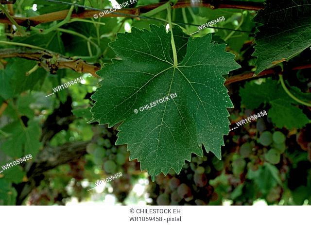 Leaf of Muscat Canelli, Chile, South America