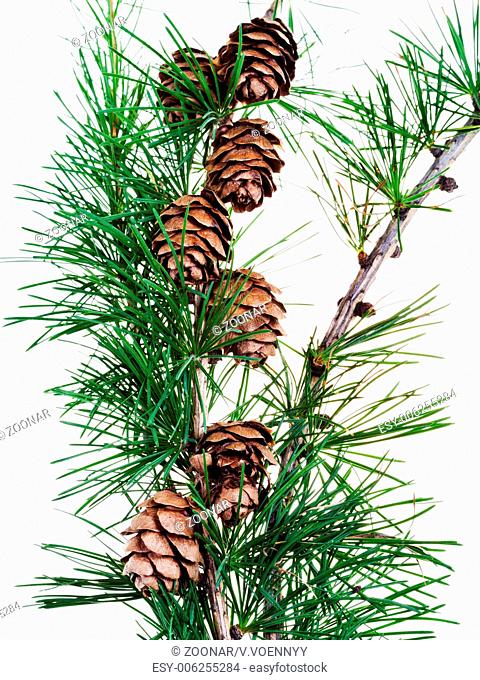 pine cones on branch of conifer tree