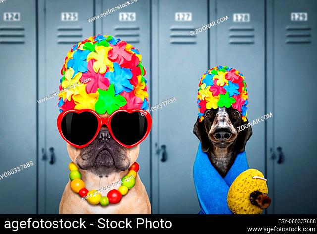 winning team or group of dogs , with swim cap and goggles with rubber plastik duck, ready for the swimming pool, in locker room