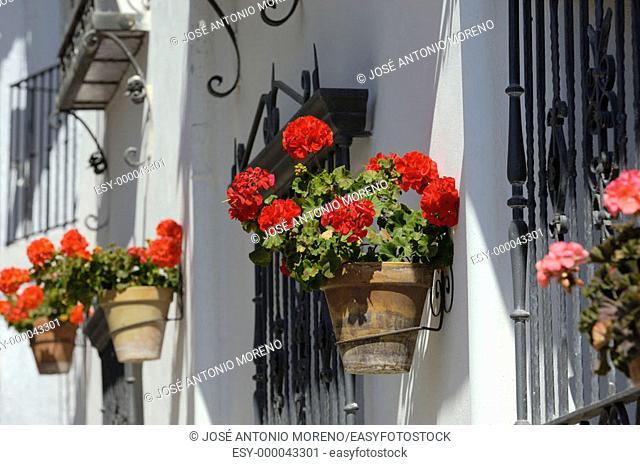 Flowerpots in Pórtugos, Las Alpujarras. Granada province, Andalusia. Spain