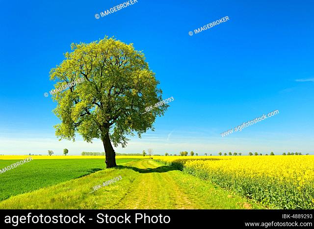 Cultural landscape in spring, solitary lime tree on a field path, cereal and rape fields, blue sky, Burgenlandkreis, Saxony-Anhalt, Germany, Europe