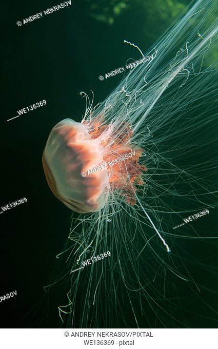 Lion's Mane Jellyfish (Cyanea capillata), Kareliya, Russia, White Sea, Arctic, Europe