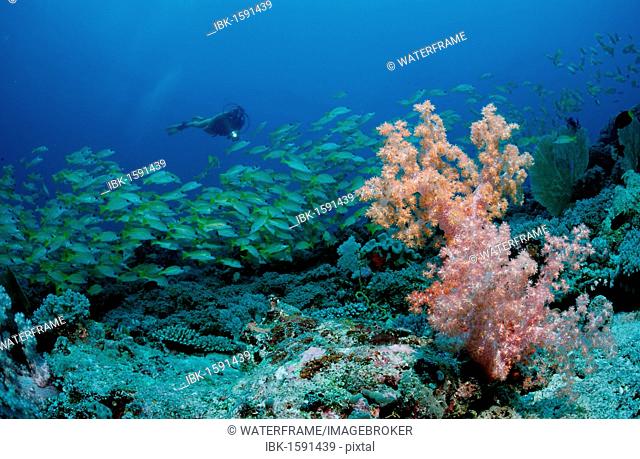 Scuba diver and a school of Bluestripe Snapper (Lutjanus kasmira), Maldive Islands, Indian Ocean