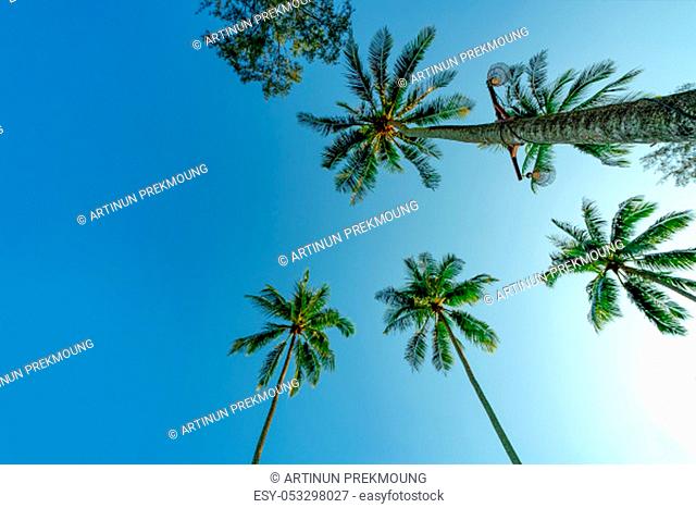Bottom view of coconut tree on clear blue sky. Summer and paradise beach concept. Tropical coconut palm tree. Summer vacation on the island