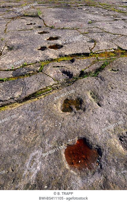 dinosaur footprints on sandstone, Germany, Lower Saxony, Obernkirchener Sandsteinbrueche, Obernkirchen