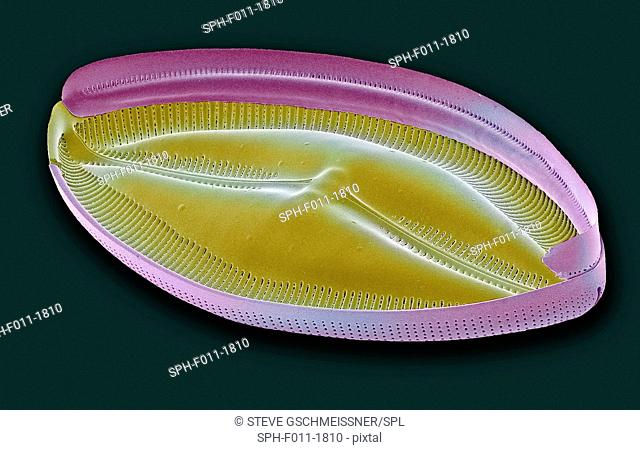 Diatom. Coloured scanning electron micrograph (SEM) of a single diatom. Diatoms may be extremely abundant in both freshwater and marine ecosystems; it is...