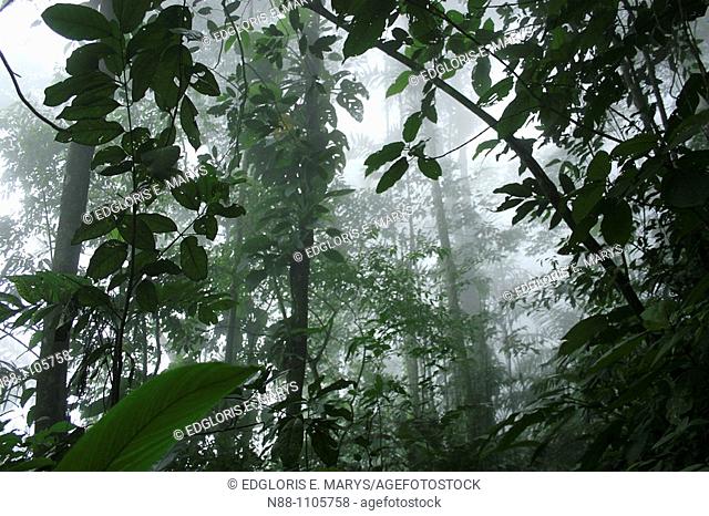 Cloudy forest, Henri Pittier National Park, Venezuela