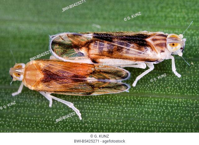 planthopper (Volcanalia barbarae), two planthoppers on a leaf, Seychelles