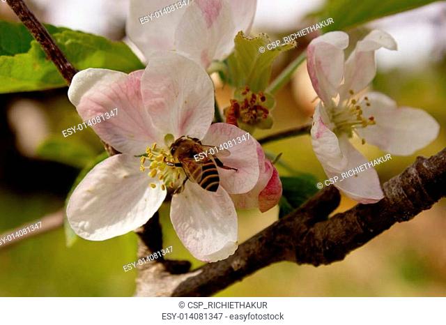 Honey Bee on Spring Blossom Peach Flower