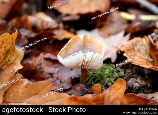 Close up of mushrooms in autumn forest