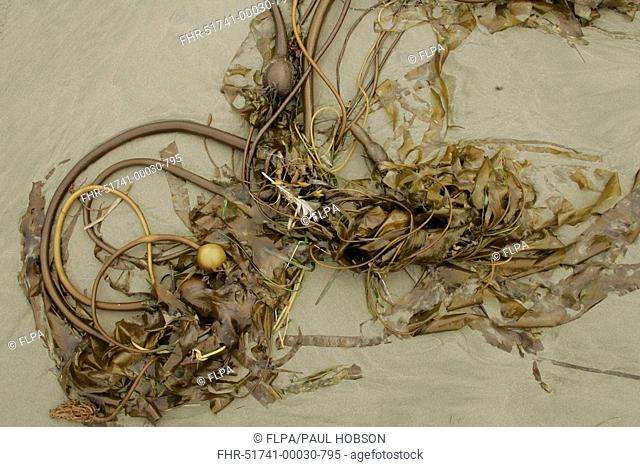 Kelp, washed up on seashore, Vancouver Island, B C , Canada