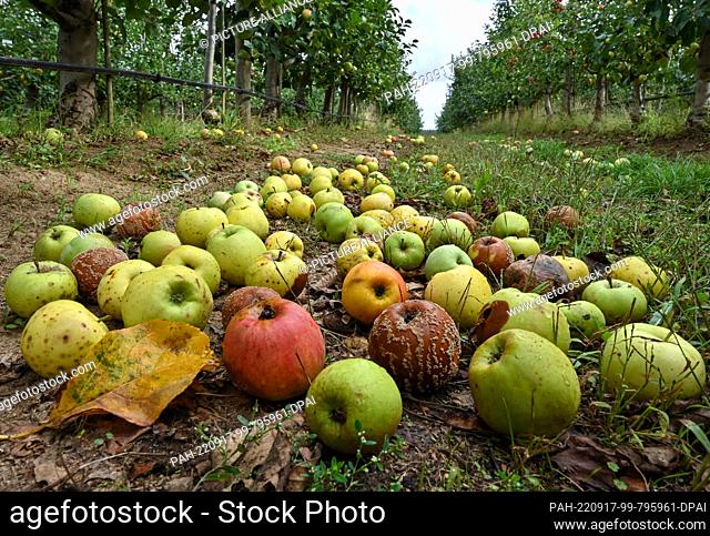 17 September 2022, Brandenburg, Müncheberg: Fallen fruit lies among the apple trees on the grounds of the Müncheberg orchard research station