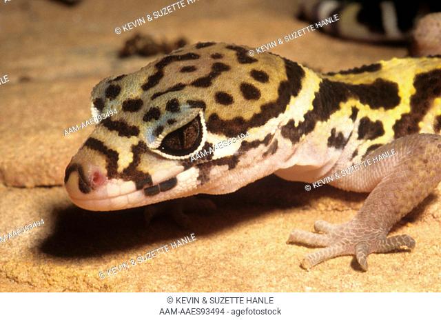Banded Gecko (Colconyx mitratus) Central America