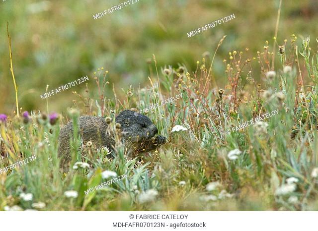 Young marmot eating in the natural regional park of Queyras
