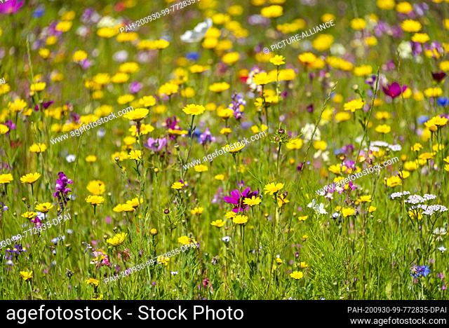 06 August 2020, Mecklenburg-Western Pomerania, Baabe: Colourful summer meadow. Photo: Stephan Schulz/dpa-Zentralbild/ZB. - Baabe/Mecklenburg-Western...