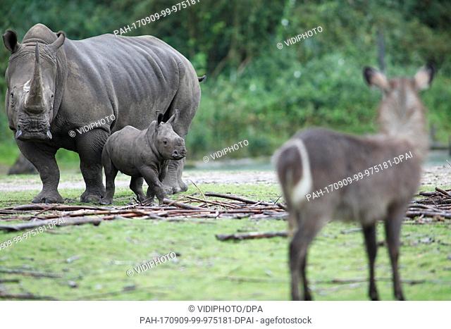 ARNHEM - Under the surveillance of the 2000 kilo heavy mother Izala, the four-week-old broad-lip rhino Wiesje was Friday introduced to the giraffes