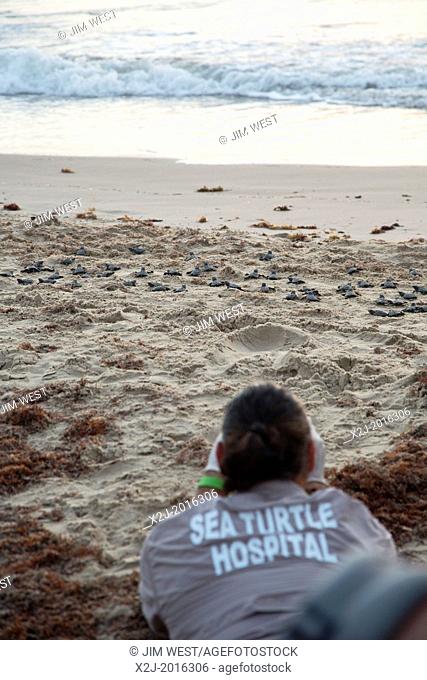 South Padre Island, Texas - Staff and volunteers at Sea Turtle Inc., a turtle rescue organization, released newly-hatched Kemp's ridley sea turtles at dawn into...