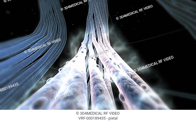 Artistic animation depicting a zoom along bunched nerve fibers