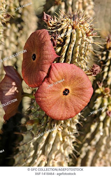 Hoodia gordonii flowering, Succulent nursery, Vanrhynsdorp, Western Cape, Namaqualand, South Africa