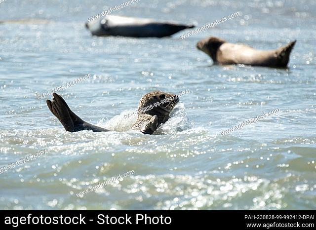 SYMBOL - 22 August 2023, France, Plage Des Phoques: Seals lying in the water in the sunshine. Photo: Silas Stein/dpa. - Plage Des Phoques/Normandy/France