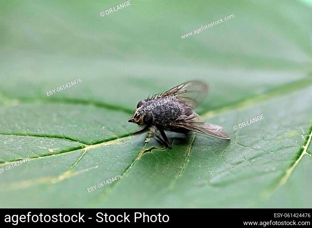 big housefly sits on green leaf
