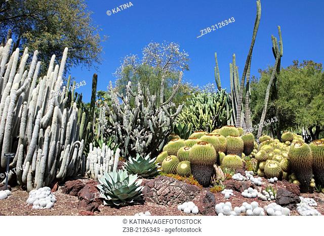 Cacti in full sun in the Desert Garden of Huntington Gardens and Library, San Marino, California, USA