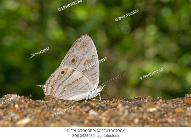Marbeled Map closed Wing, Cyrestis cocles , Butterfly, Garo Hills, Meghalaya, India