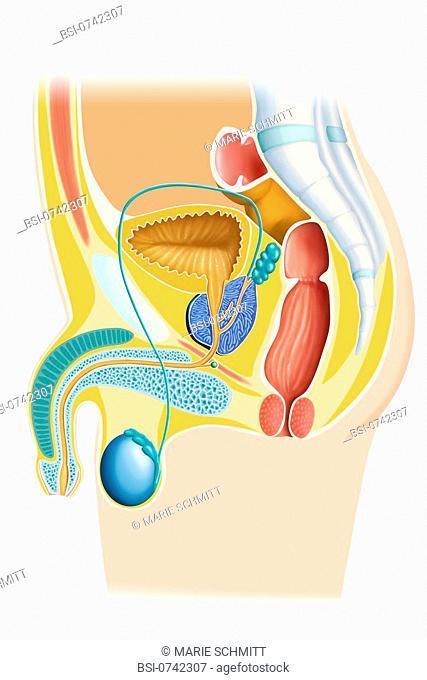 MALE GENITAL SYSTEM, DRAWING Anatomy of the male genital apparatus