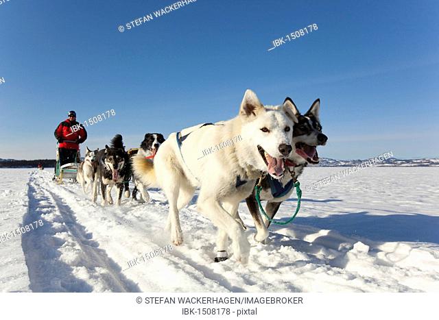 Two leaders, lead dogs, man, musher running, driving a dog sled, team of sled dogs, Alaskan Huskies, frozen Lake Laberge, Yukon Territory, Canada