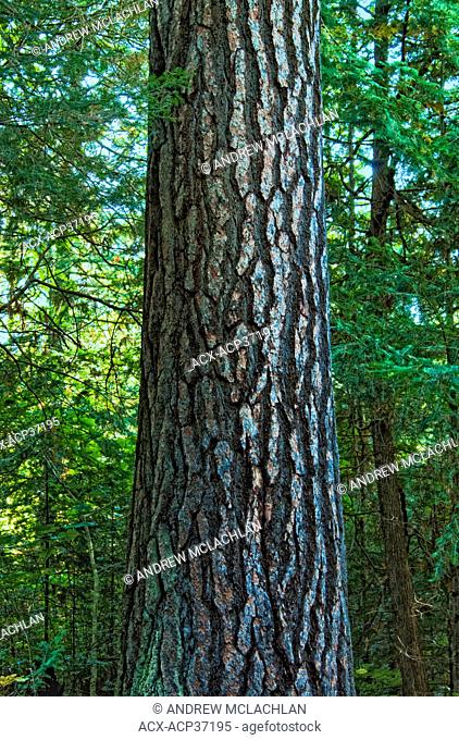 Old Growth White Pine Tree in the White Bear Forest in Temagami Ontario