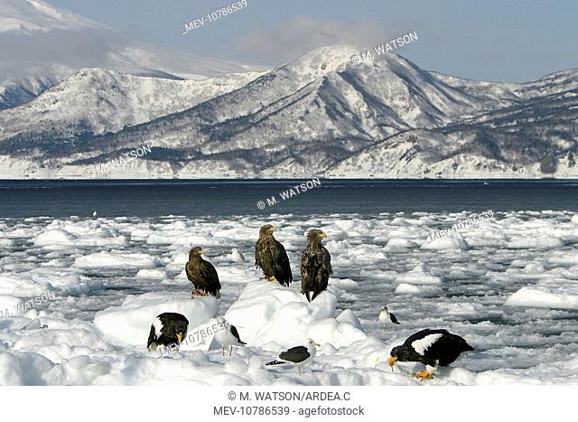 White-tailed Sea / Grey Sea Eagle - three on ice with other birds (Haliaeetus albicilla)