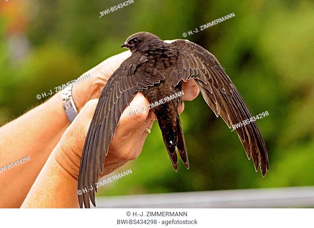 Eurasian swift (Apus apus), young swift in hands, wings spread, Germany, Hesse