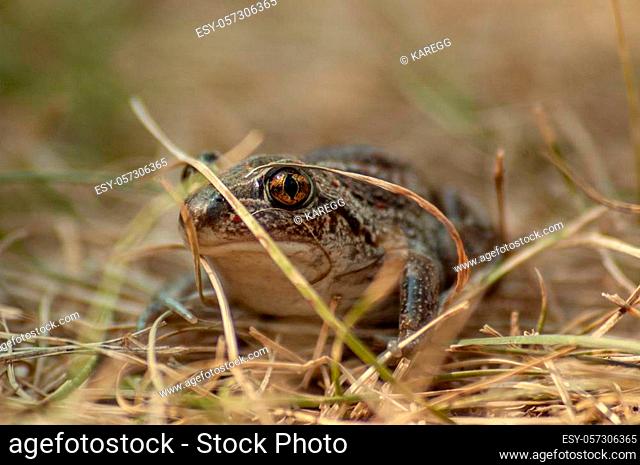 a small garlic toad sits in the grass and looks into the camera