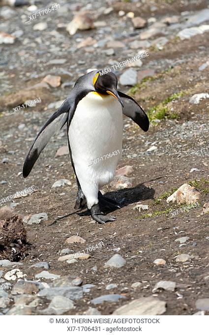 King penguin Aptenodytes patagonicus, Fortuna Bay, South Georgia Island