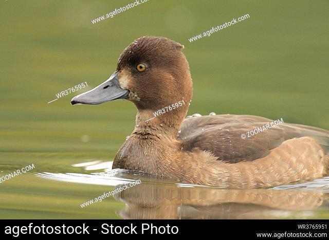 Reiherente, Aythya fuligula, Tufted Duck *** Local Caption *** Oesinghausen, Engelskirchen, NRW, Deutschland