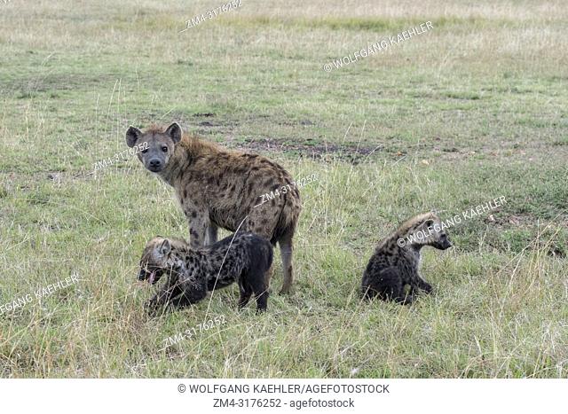 A Spotted hyena (Crocuta crocuta) with babies in the grassland of the Masai Mara National Reserve in Kenya