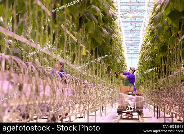RUSSIA, REPUBLIC OF CRIMEA - DECEMBER 21, 2023: Collecting cucumbers grown at the Belogorsky greenhouse complex. Sergei Malgavko/TASS