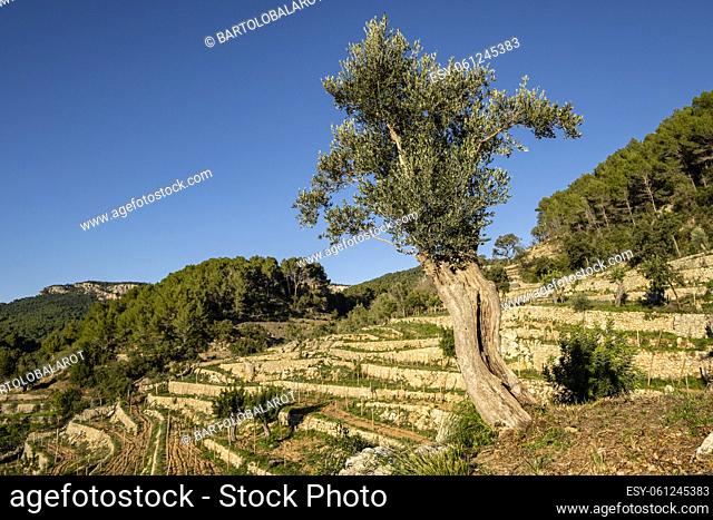 terraces for vineyards, La Bernadeta, Esporles, Mallorca, Balearic Islands, Spain
