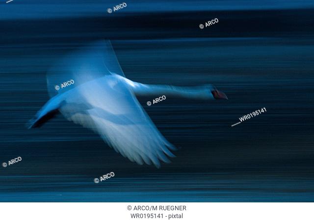 Mute, Swan, in, flight, Bavaria, Germany, Cygnus, olor