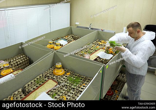 RUSSIA, STAVROPOL - OCTOBER 25, 2023: A worker at an incubator on a RosEnergy cricket farm. RosEnergy is a Russian manufacturer of snacks, cricket powder