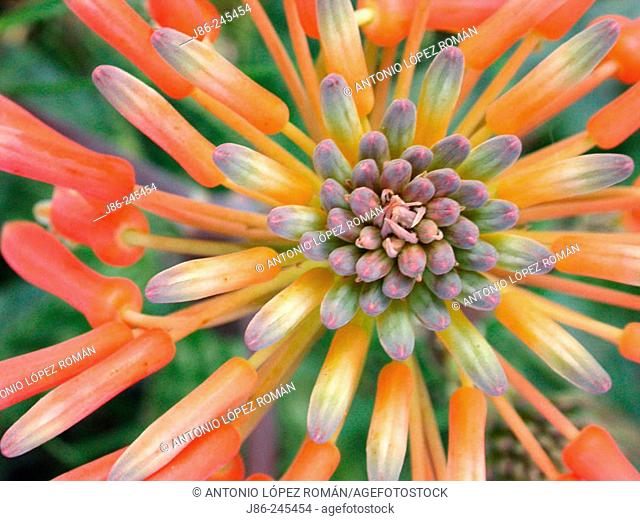 Flower of African aloe (Aloe saponaria)