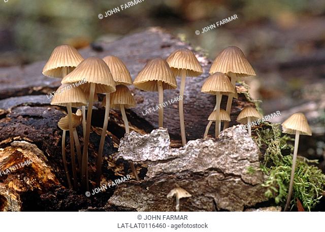 The Gregarious Elf Cap, Mycena Inclinata is a fleshy, spore-bearing fruiting body of a fungus, typically produced above ground on soil or on its food source