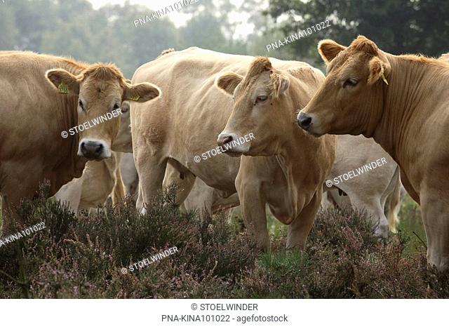 Cow Bos domesticus - Strabrechtse Heide, Heeze, Campine, North Brabant, The Netherlands, Holland, Europe