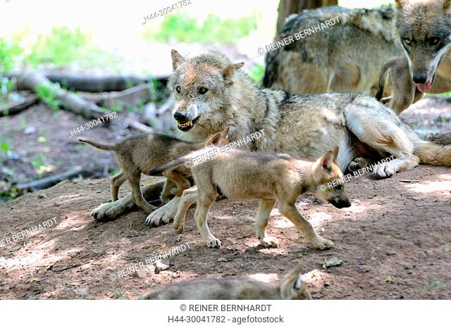 Canine, Canis lupus, endemic animal species, European wolf, protected animal species, grey wolf, grey wolf, doggy, Isegrimm, young wolves, Jung's wolves